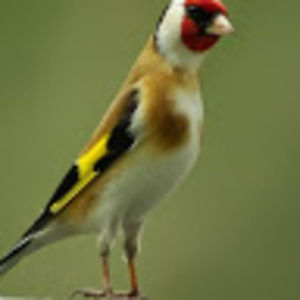 Meet your Posher, Rafik